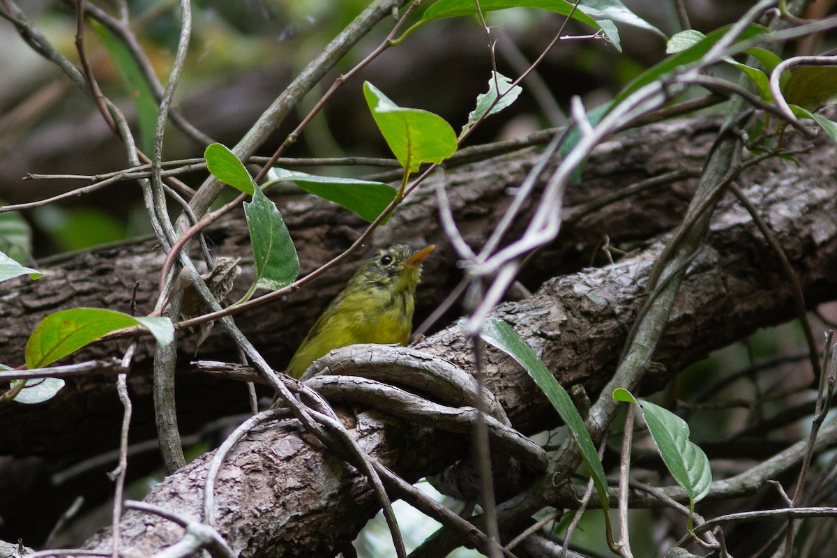 Martens's Warbler - ML321744401