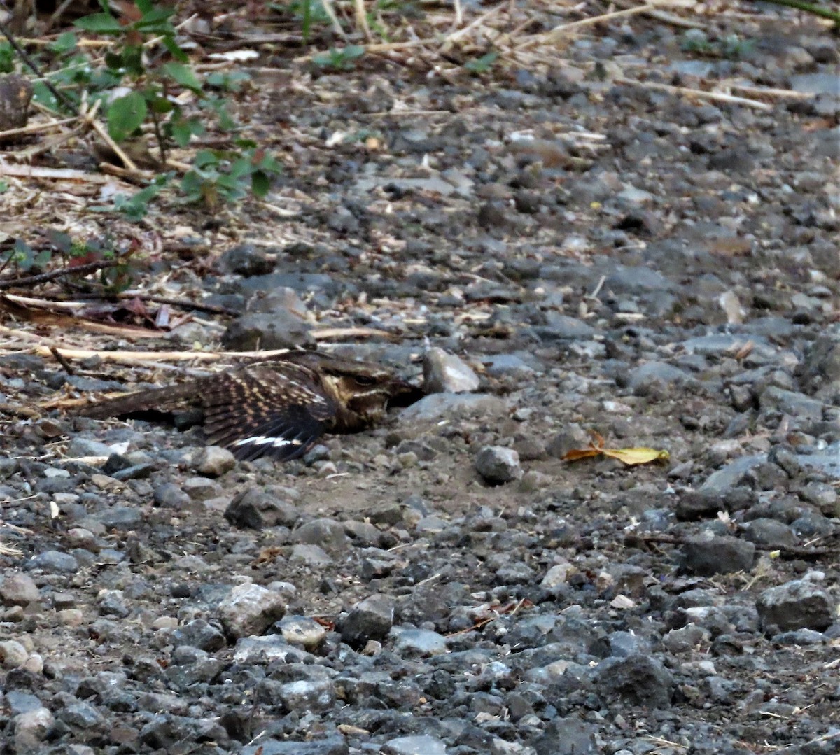 Common Pauraque - Ann Van Denburgh