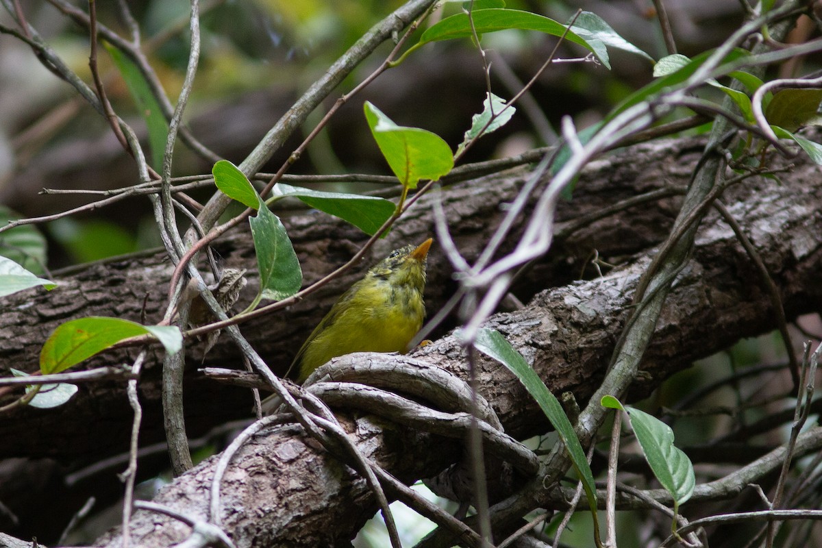 Martens's Warbler - ML321744471