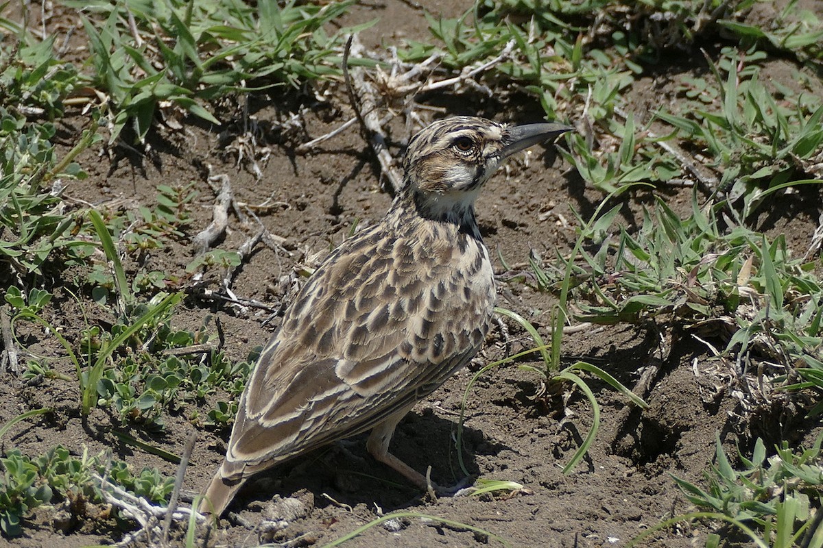 Short-tailed Lark - Peter Kaestner