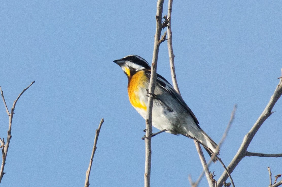 Western Spindalis (Bahamas Black-backed) - ML321744721