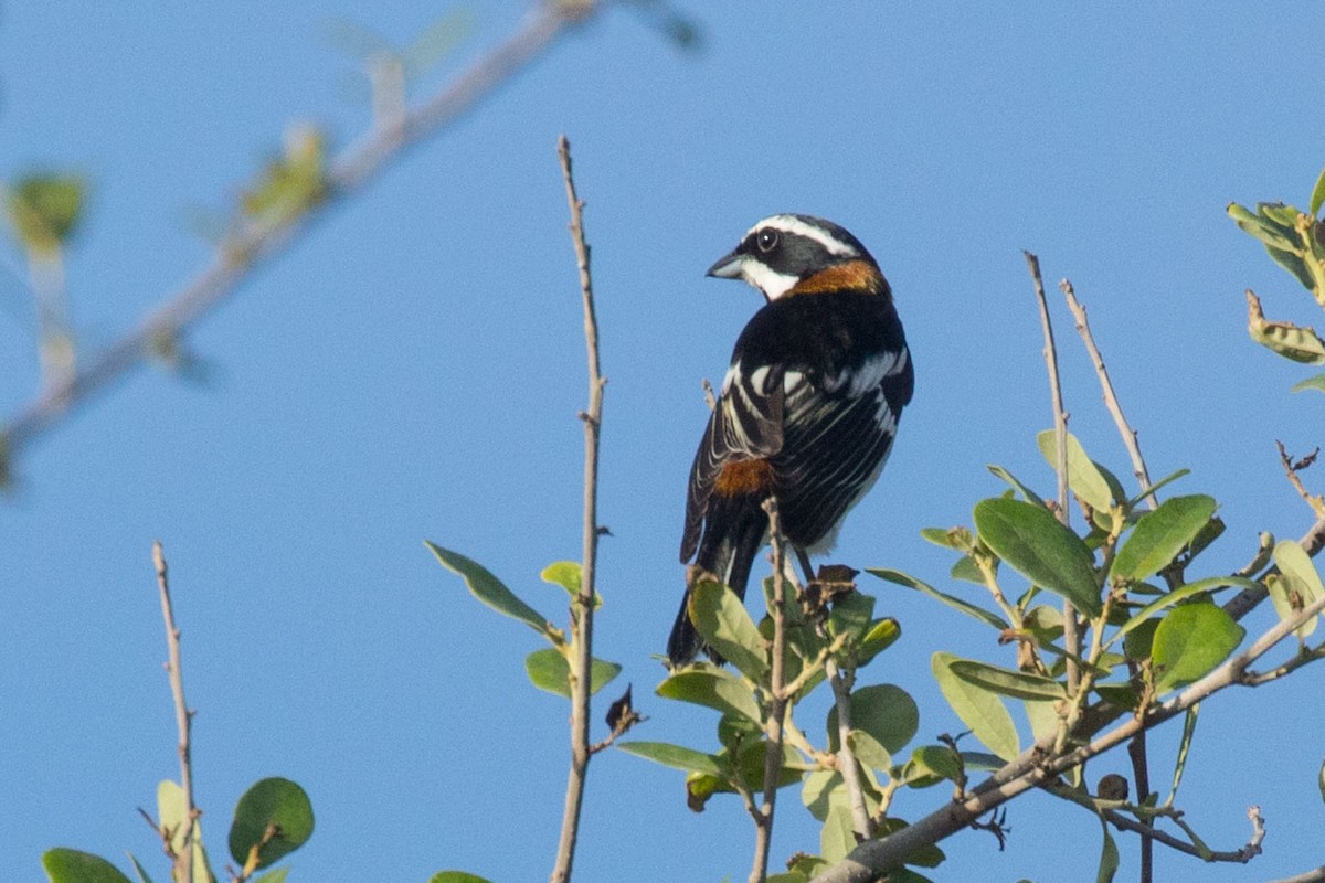 Western Spindalis (Bahamas Black-backed) - robbyn spratt