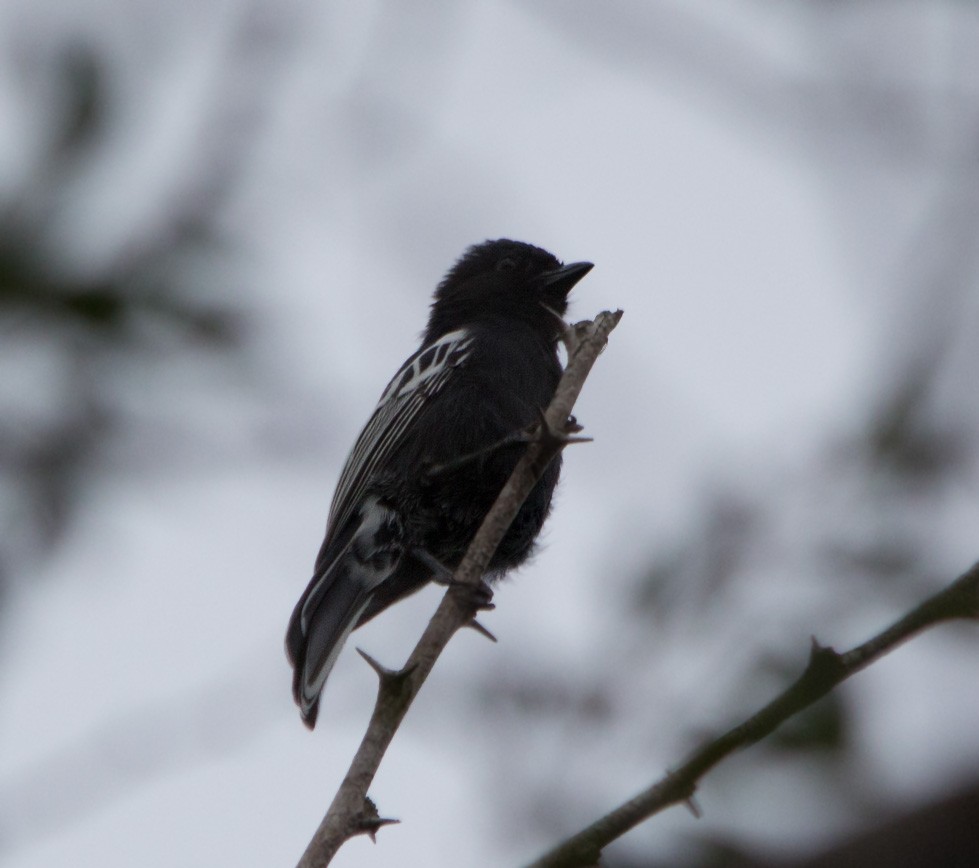 Southern Black-Tit - ML321744781