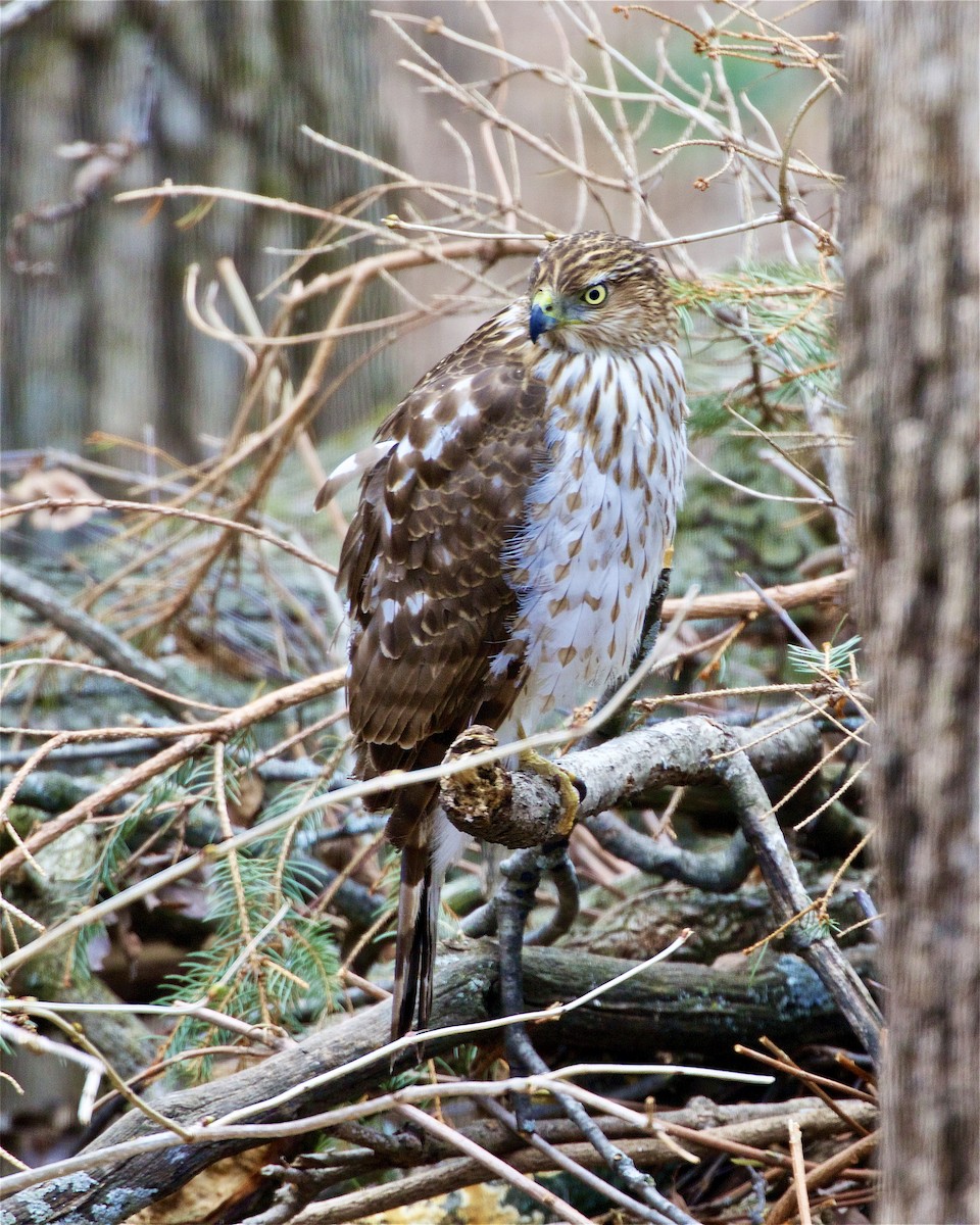 Cooper's Hawk - ML321745141