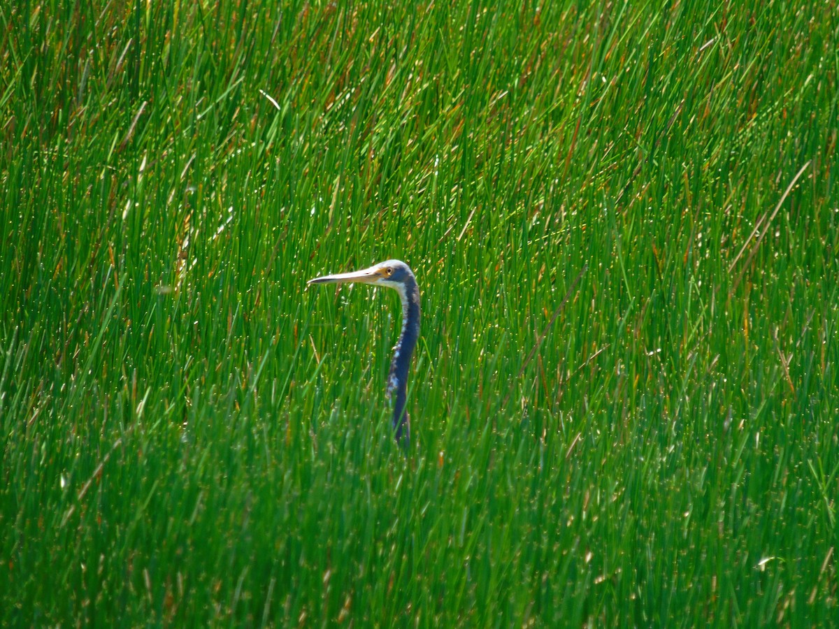 Tricolored Heron - ML321746201