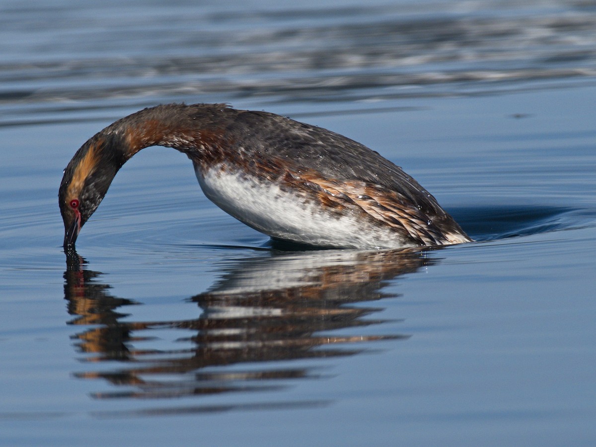 Horned Grebe - ML321746591