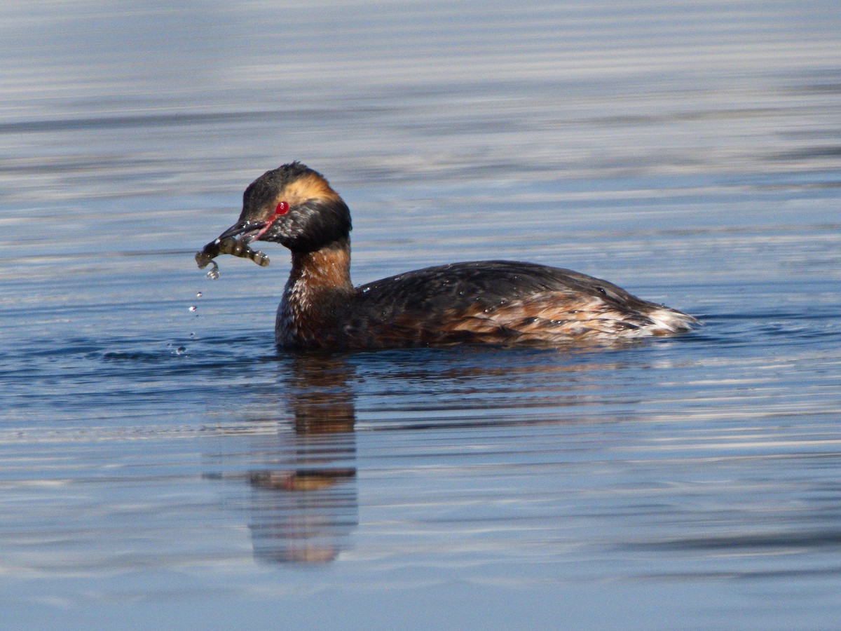 Horned Grebe - ML321746731