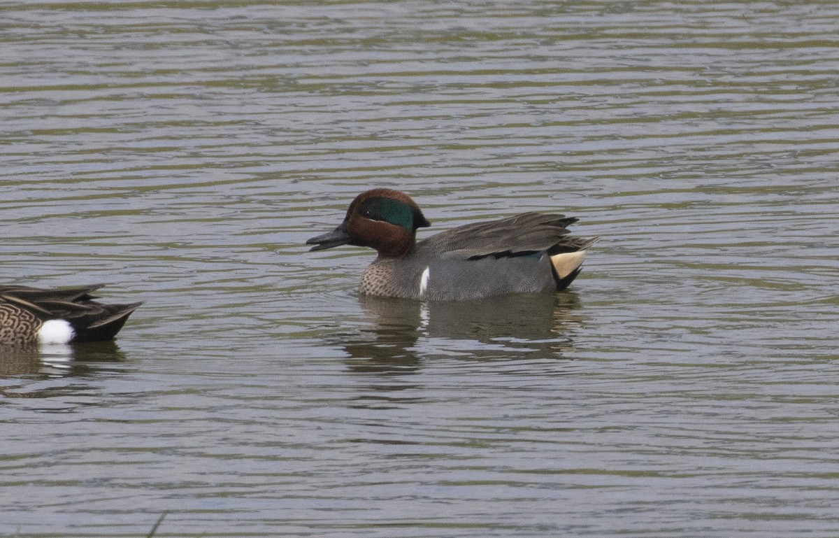 Green-winged Teal - Dušan Brinkhuizen