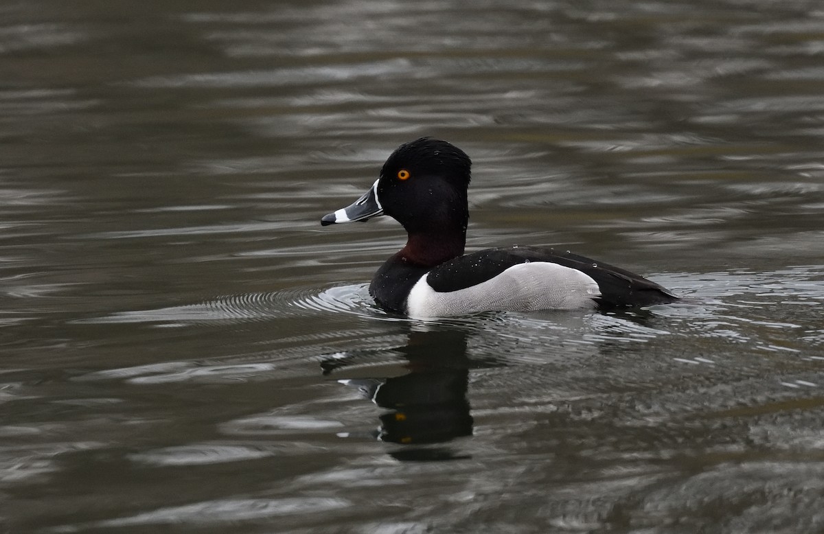 Ring-necked Duck - ML321747241