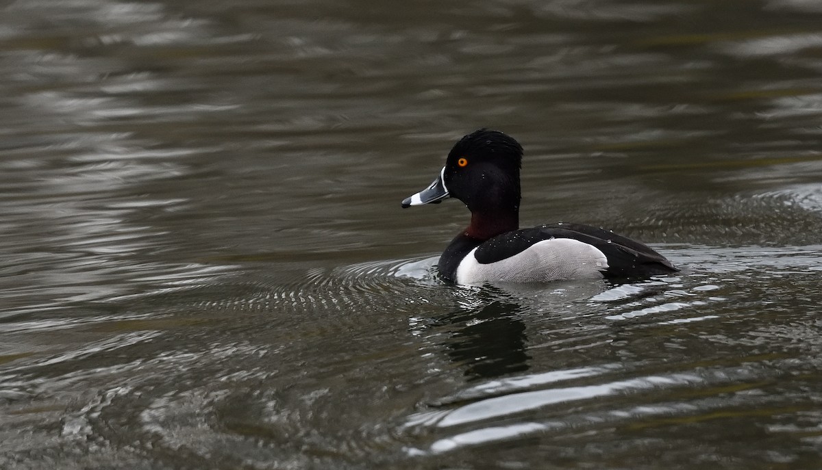 Ring-necked Duck - ML321747261