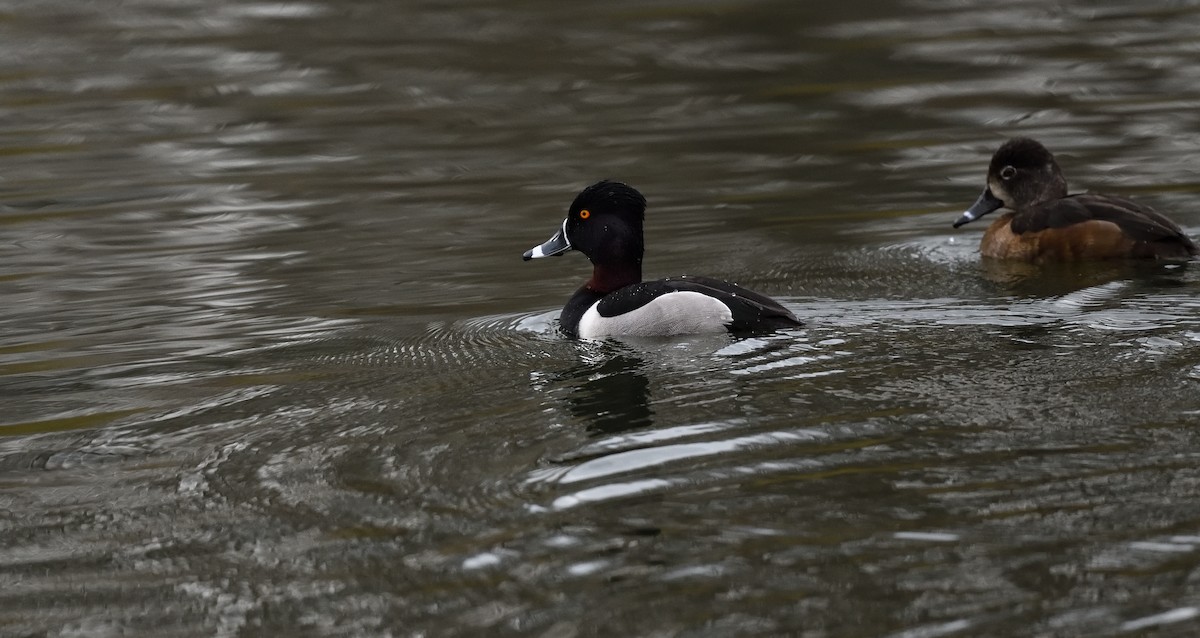 Ring-necked Duck - ML321747301