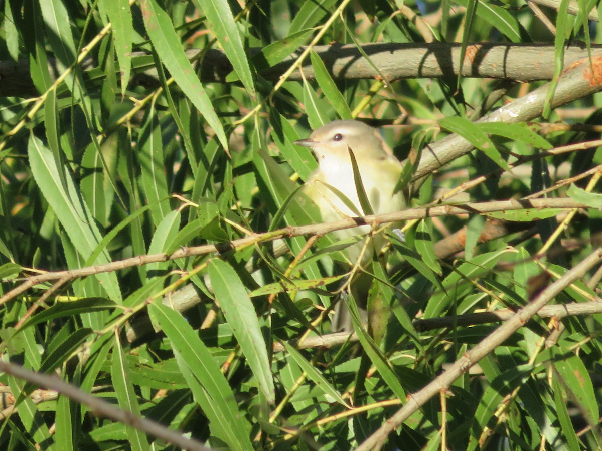 Warbling Vireo - Donald Wellmann