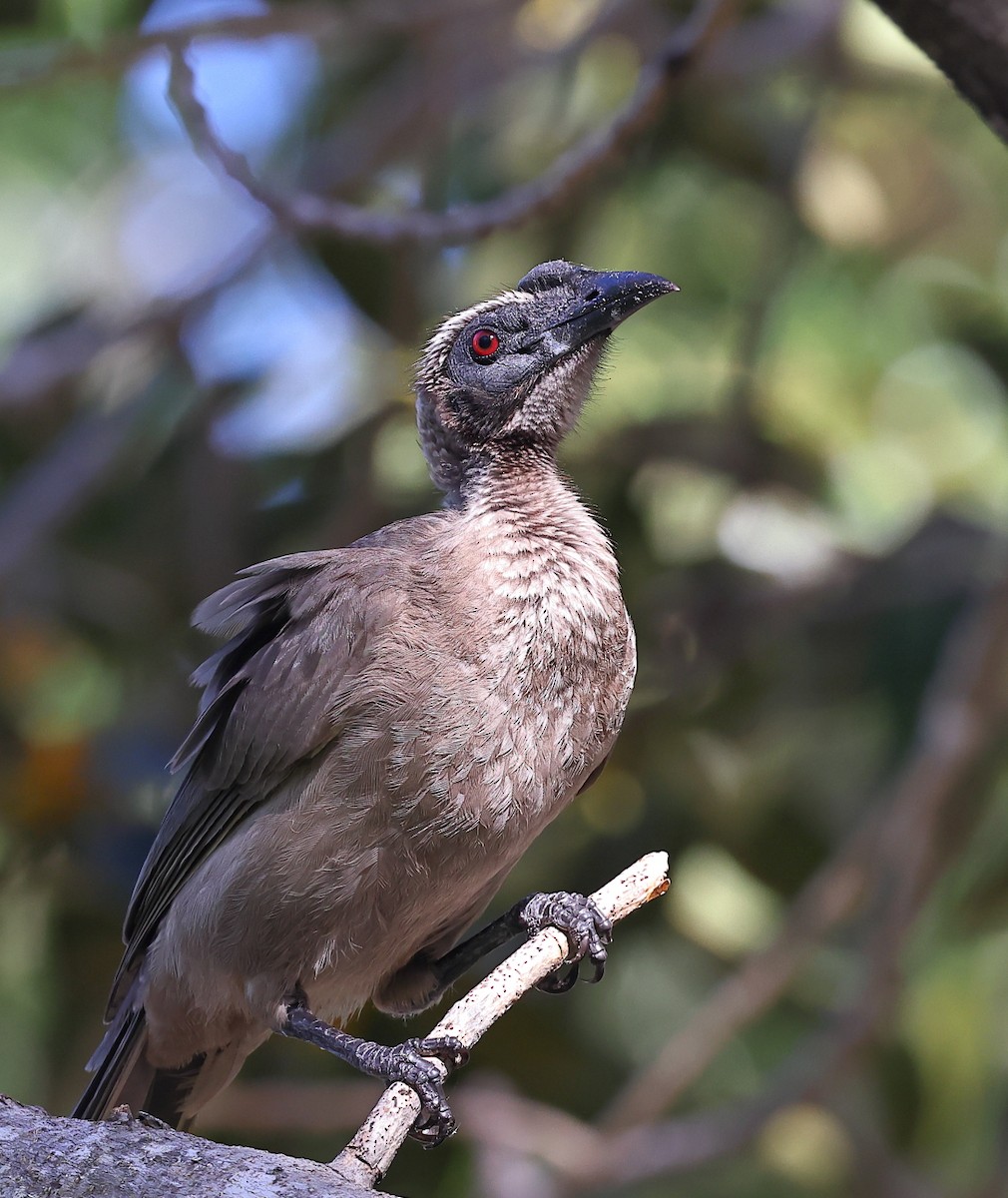 Helmeted Friarbird (Hornbill) - Tony Ashton