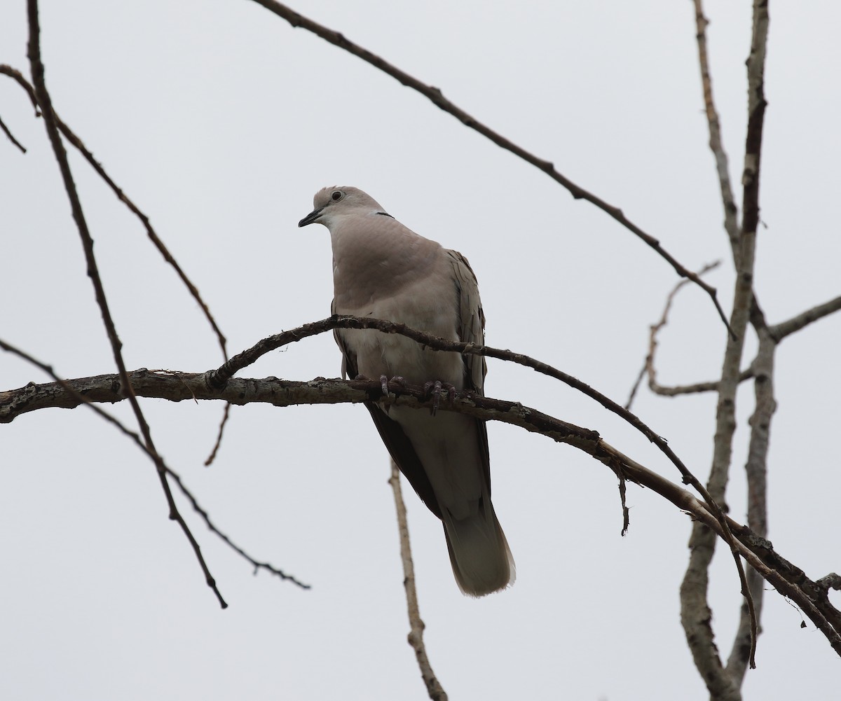 African Collared-Dove - ML32174921