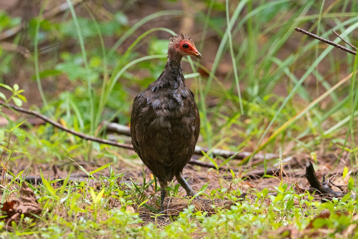 Nikobaren-Großfußhuhn - ML321750571