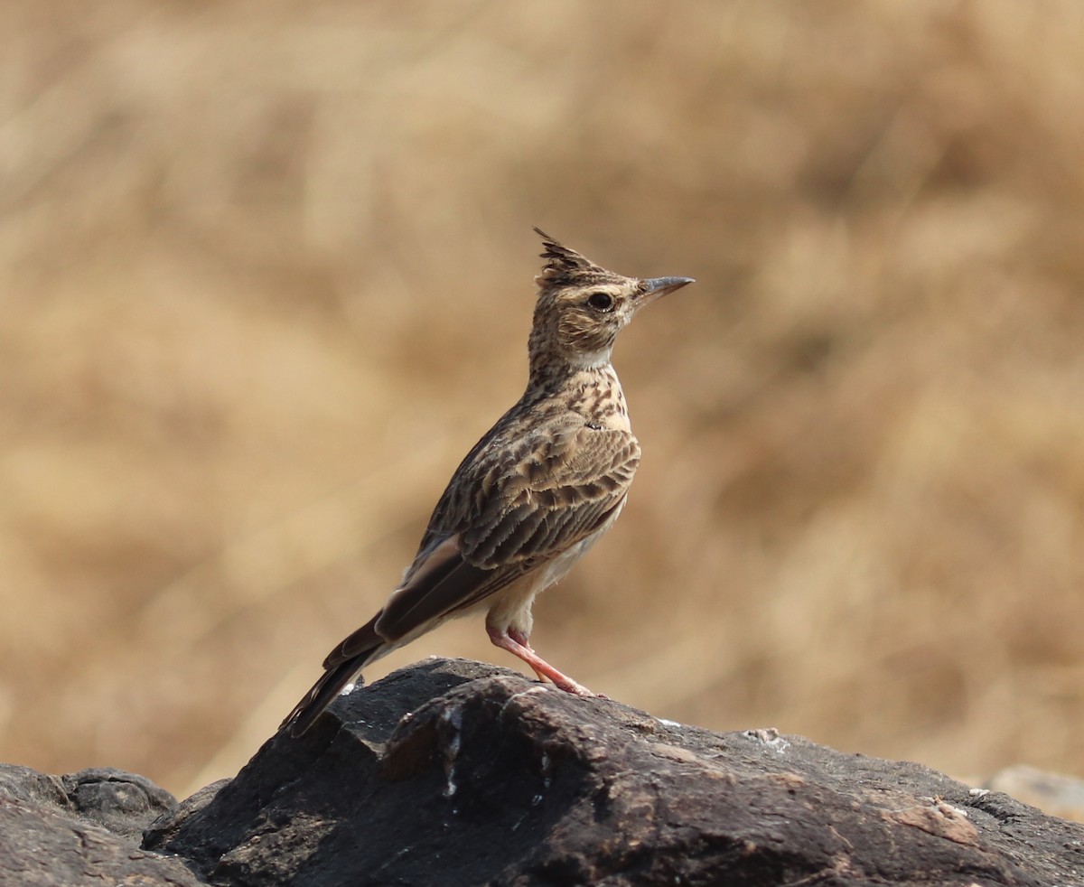 Malabar Lark - ML321753701