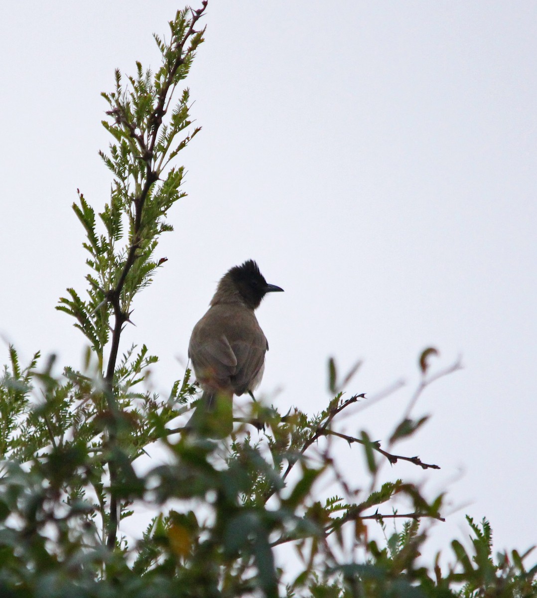 Common Bulbul (Dark-capped) - ML321753711