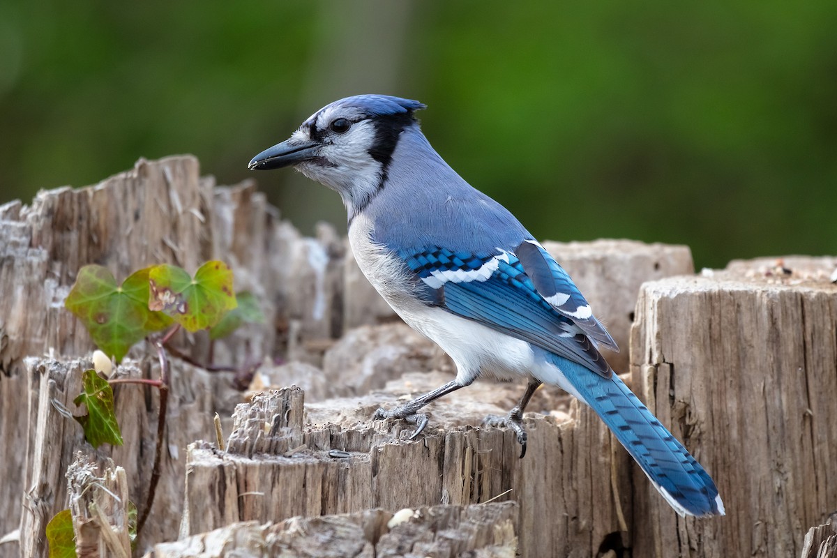 Blue Jay - ML321754441