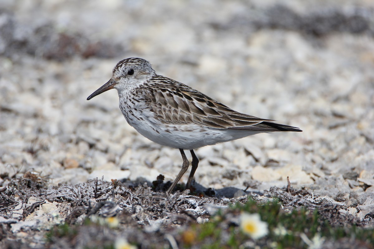 White-rumped Sandpiper - Remus James