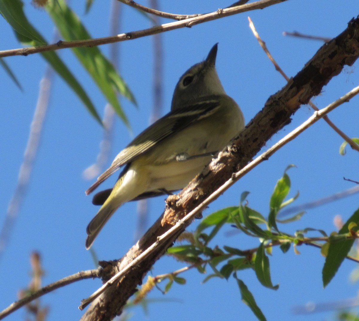 Cassin's Vireo - ML321756561