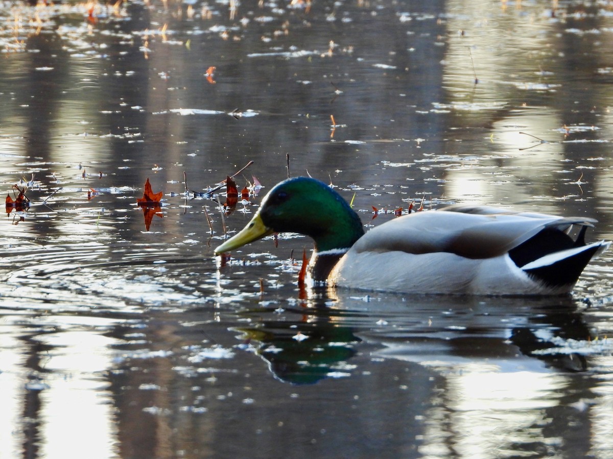 Canard colvert - ML321757051