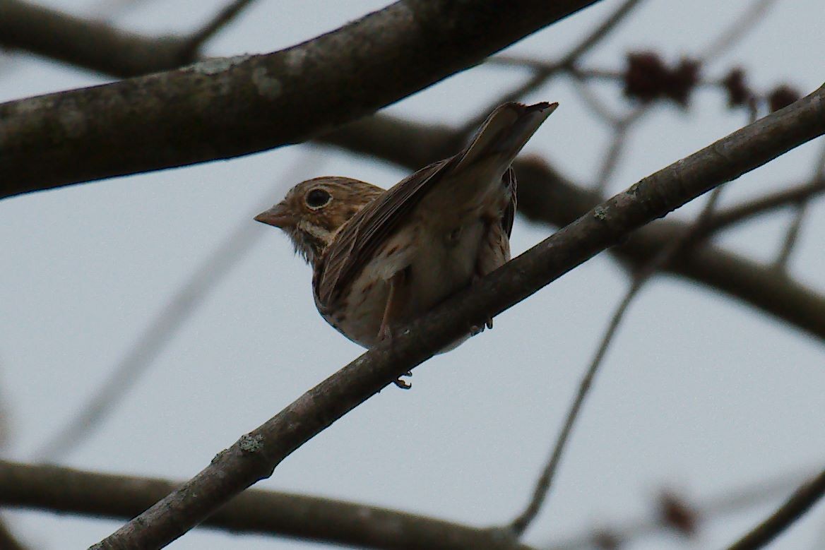 Vesper Sparrow - ML321758681