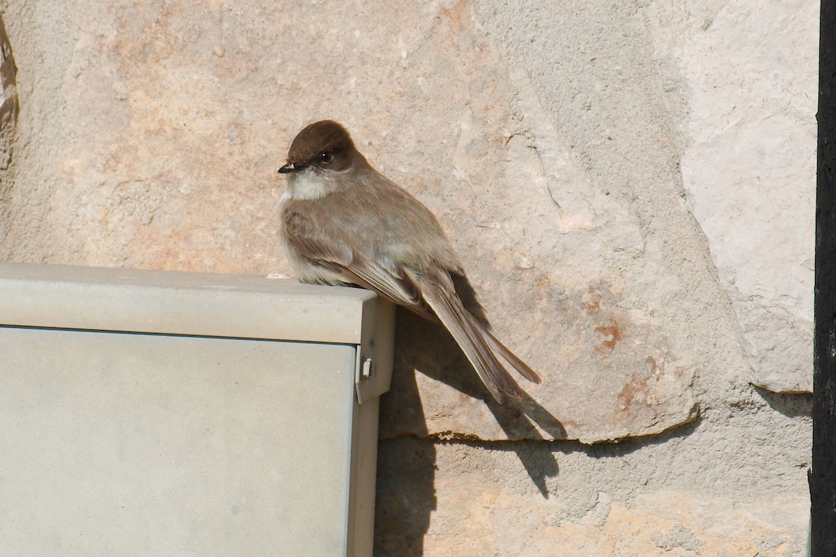 Eastern Phoebe - ML321758721