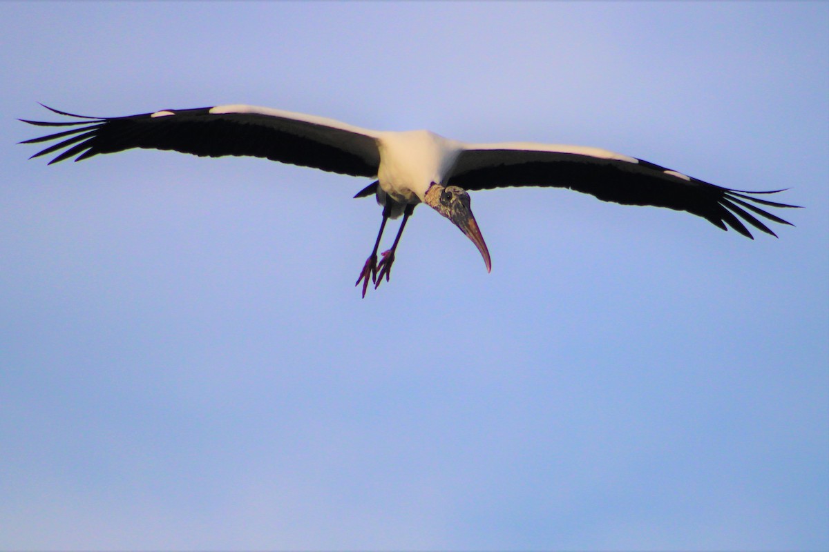 Wood Stork - ML321758911