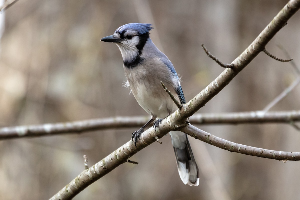 Blue Jay - ML321758971