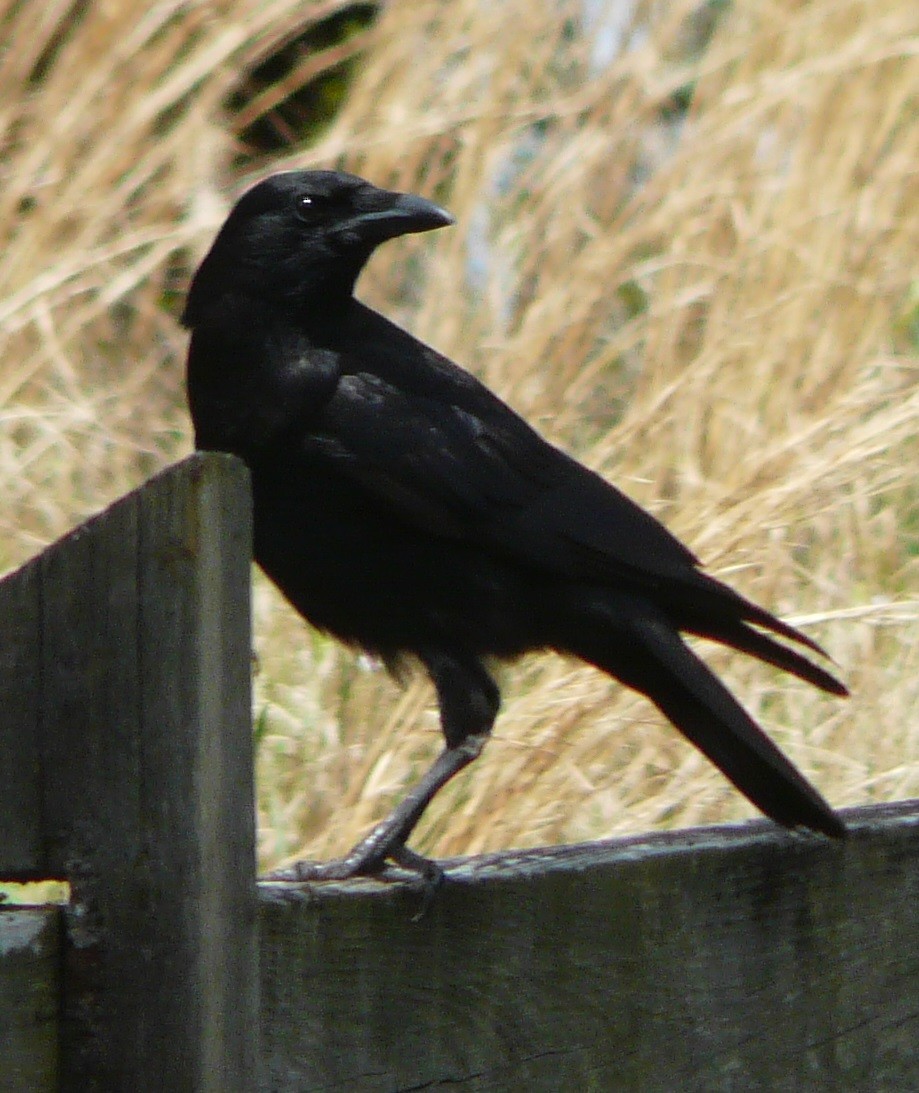 American Crow - ML321761041