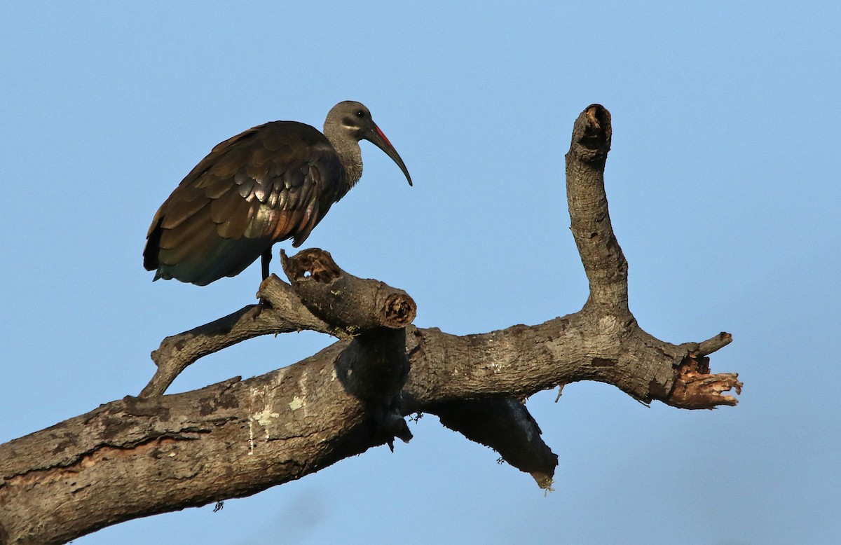 Hadada Ibis - Julie MacDonald