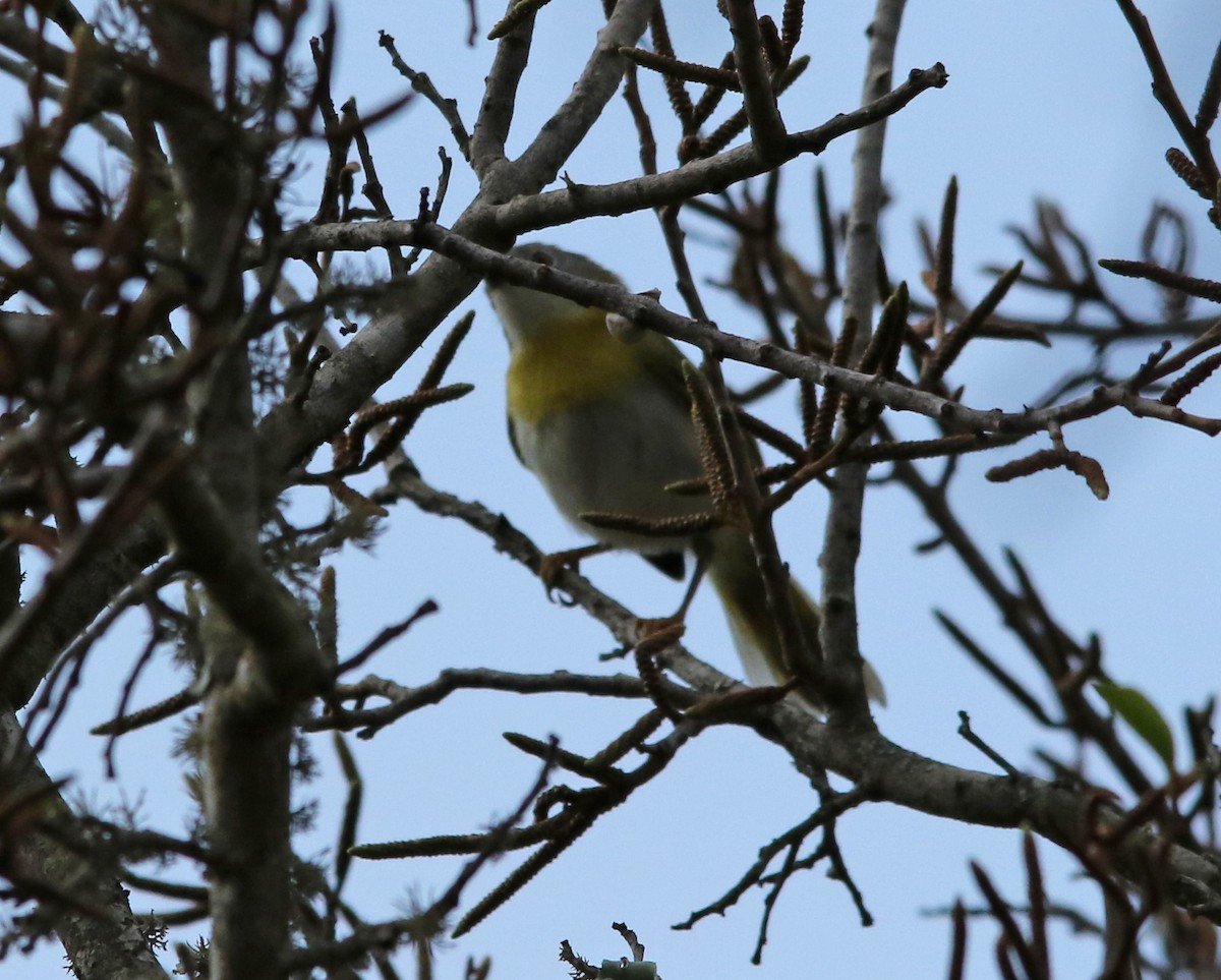 Yellow-breasted Apalis - ML321762421