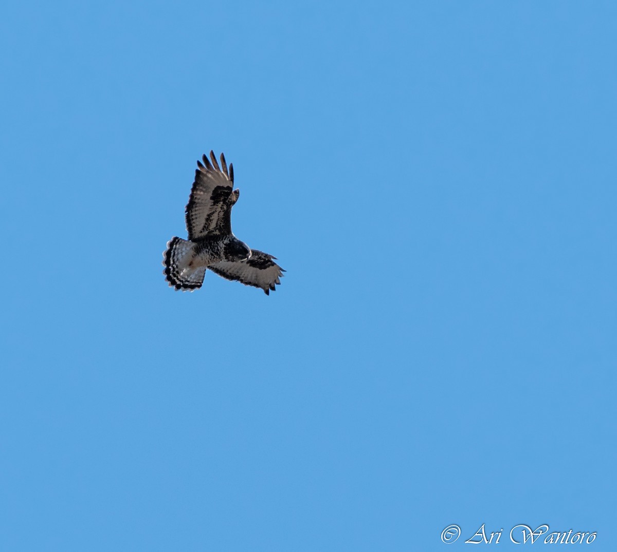 Rough-legged Hawk - ML321762751