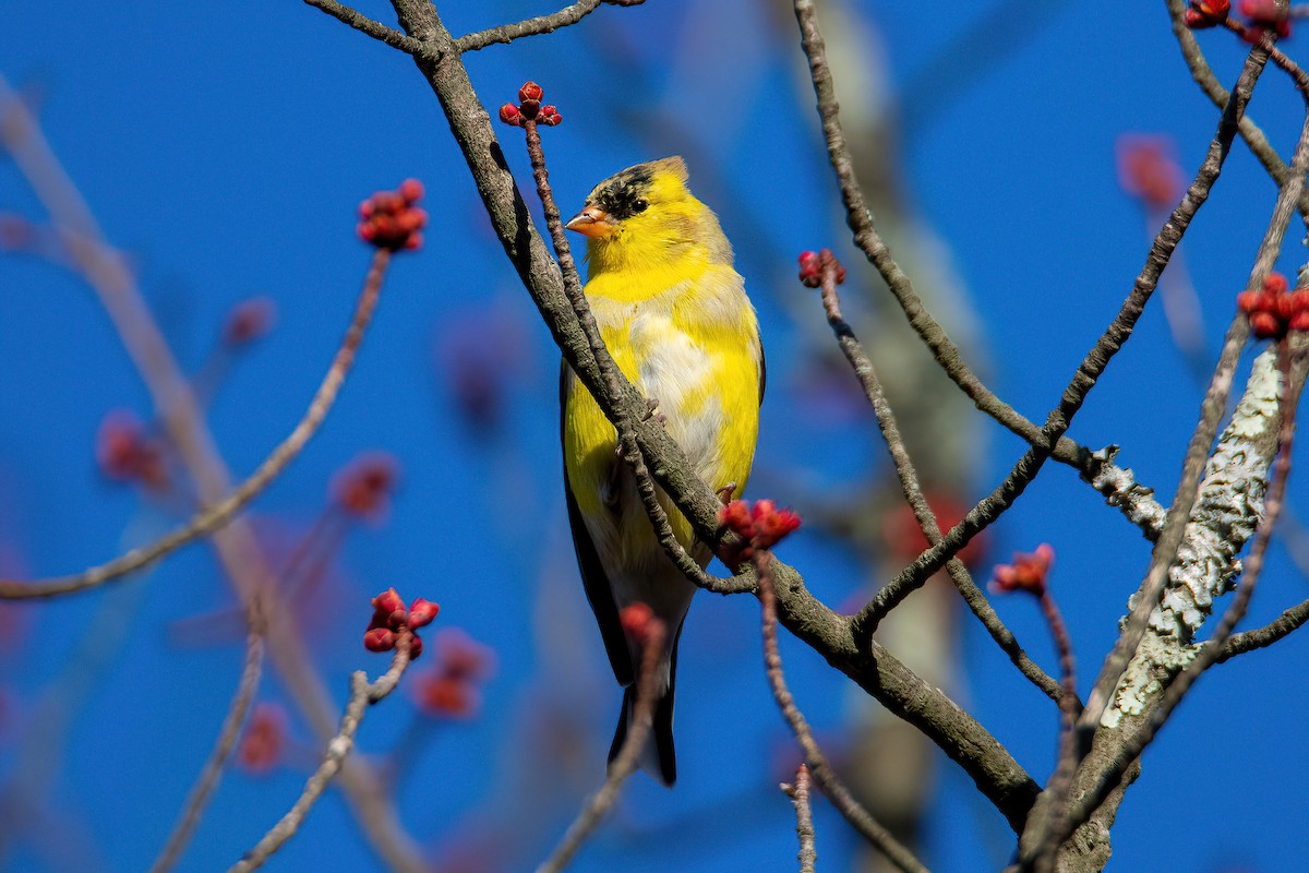 American Goldfinch - Leo Bix