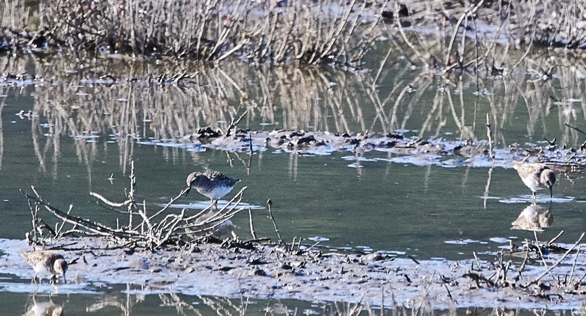 Bergstrandläufer - ML321764761