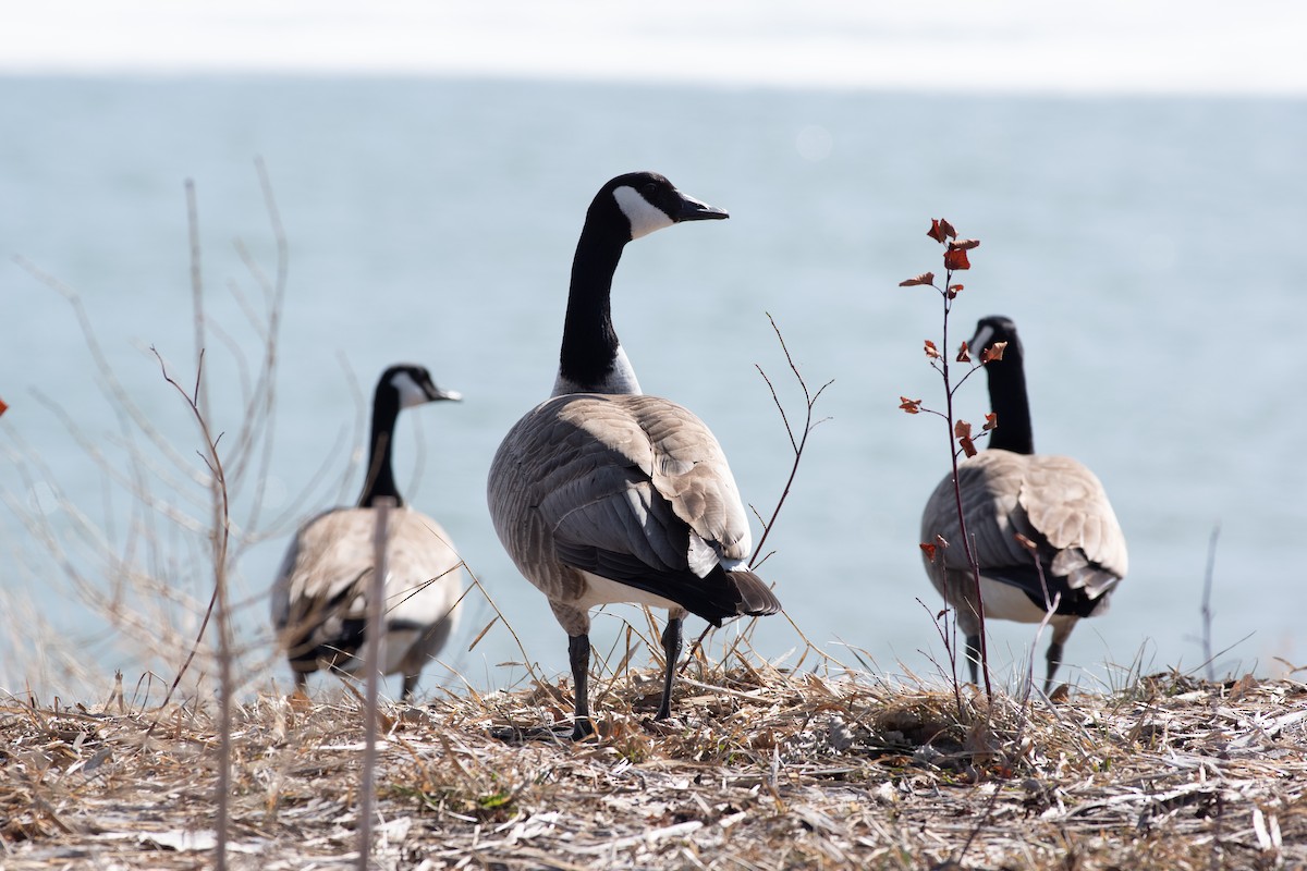 Canada Goose - ML321765731