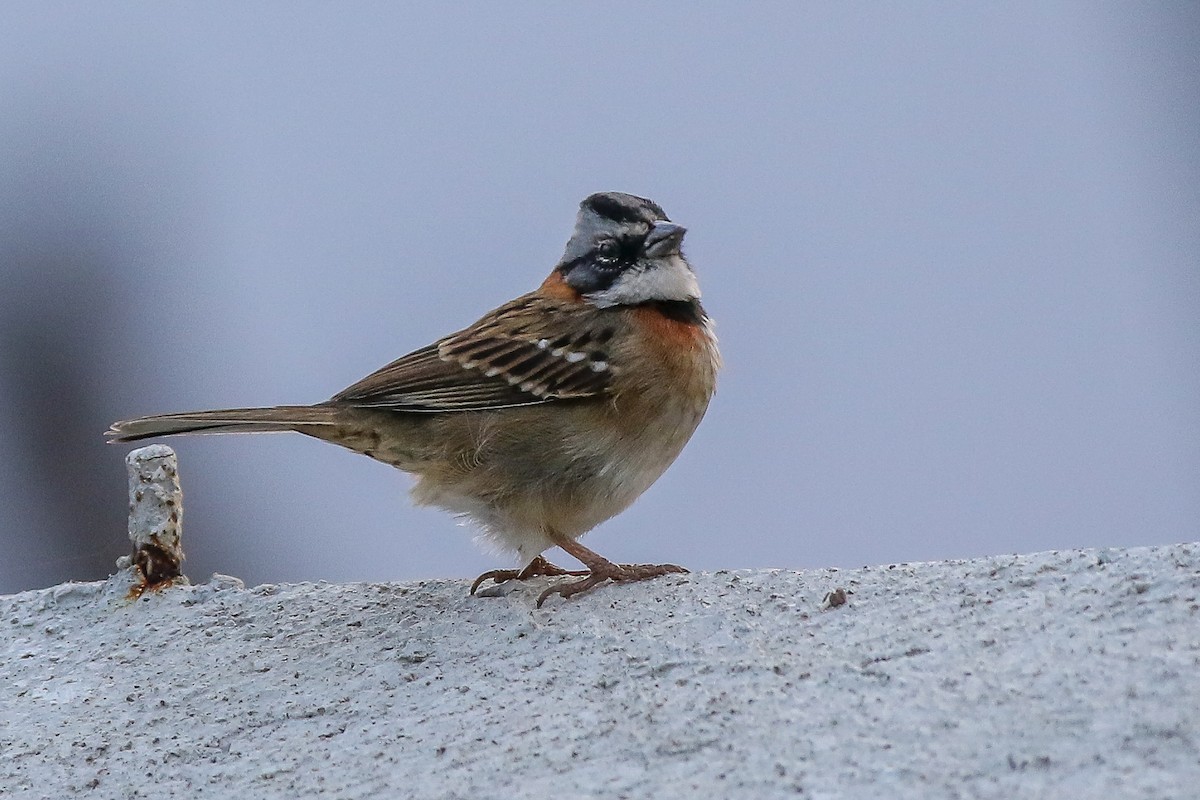 Rufous-collared Sparrow - ML321765981
