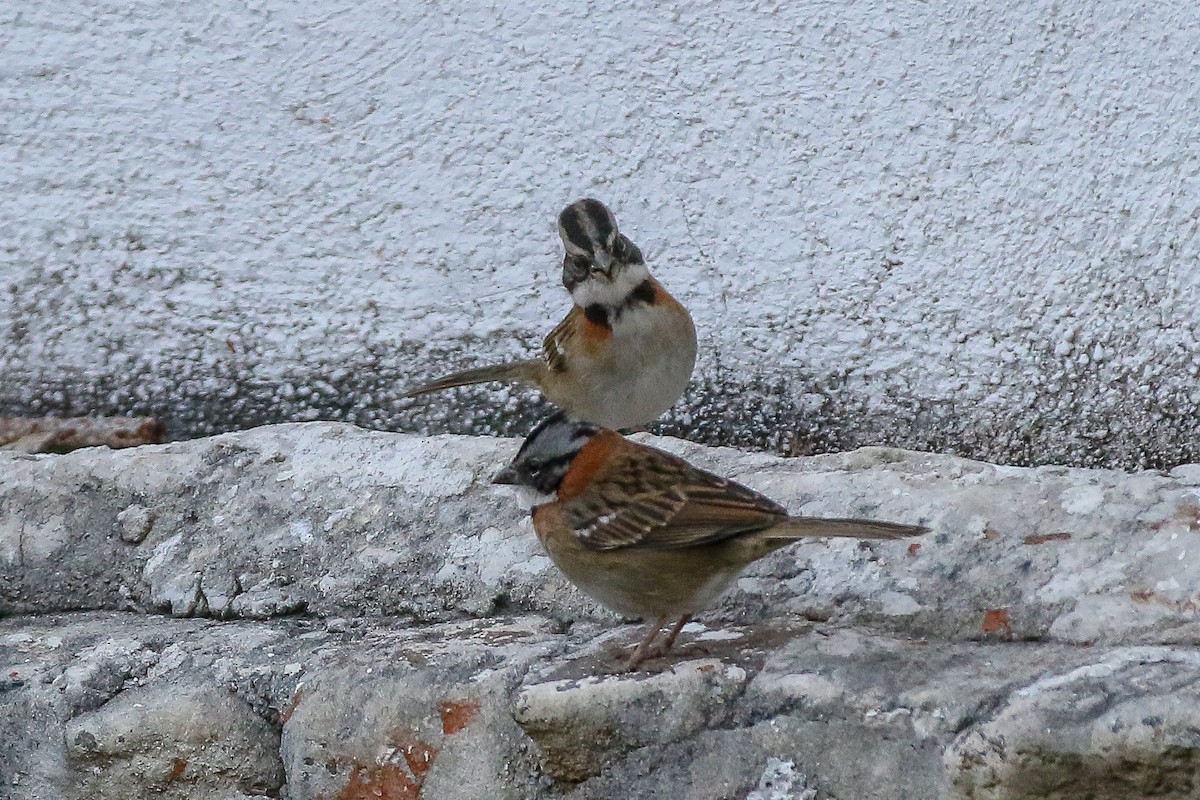 Rufous-collared Sparrow - ML321765991