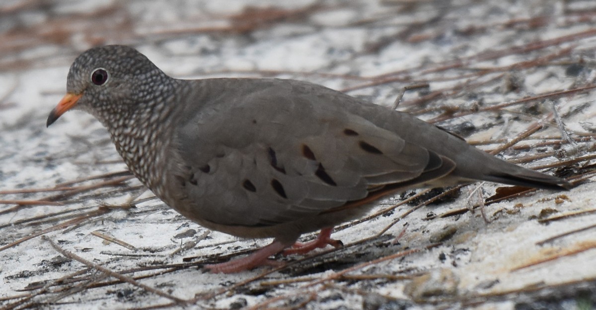 Common Ground Dove - Gregg Klowden