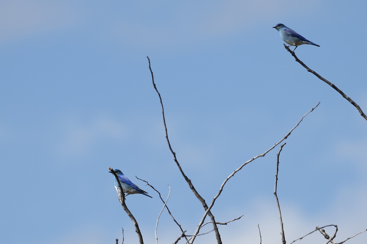 Mountain Bluebird - ML321766541