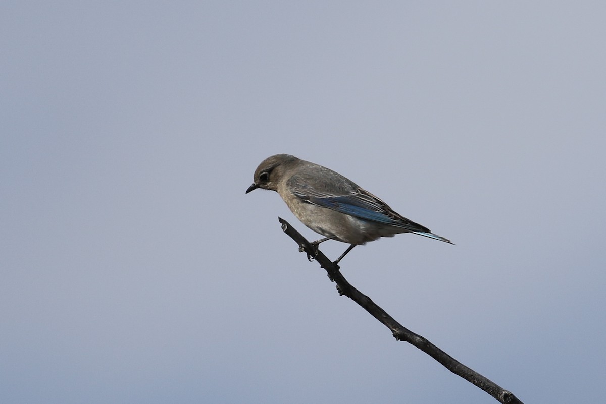 Mountain Bluebird - ML321766871