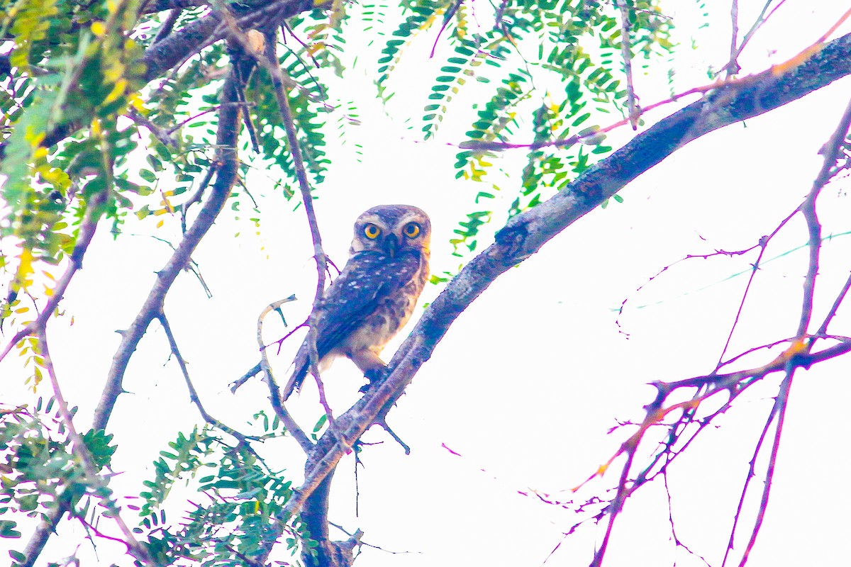 Spotted Owlet - ML321767381