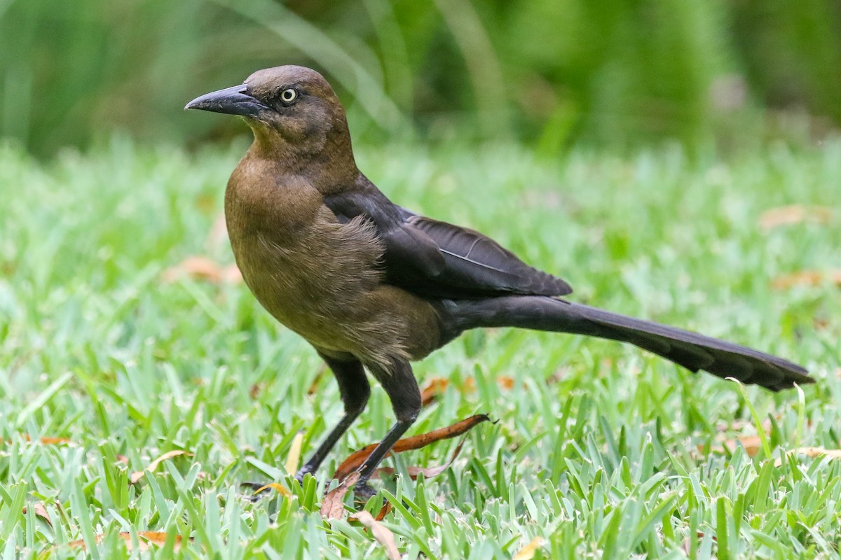 Great-tailed Grackle - ML321767871