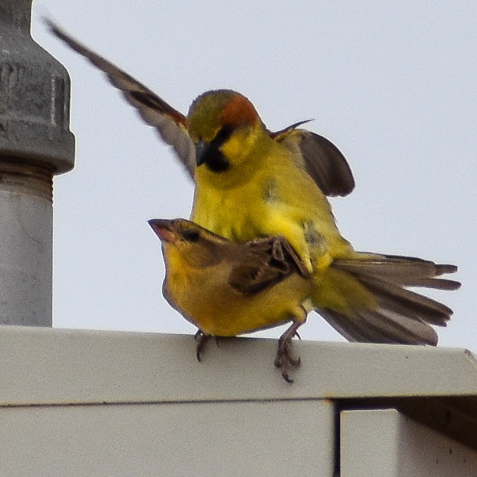 Plain-backed Sparrow - Robin Cupp
