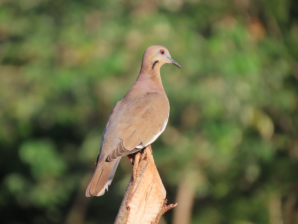 White-winged Dove - Anuar Acosta