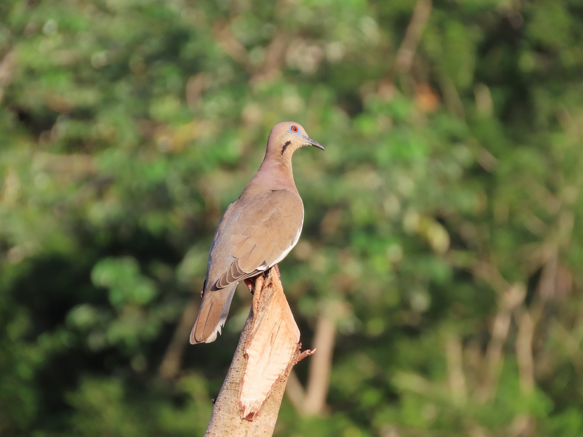 White-winged Dove - ML321769641