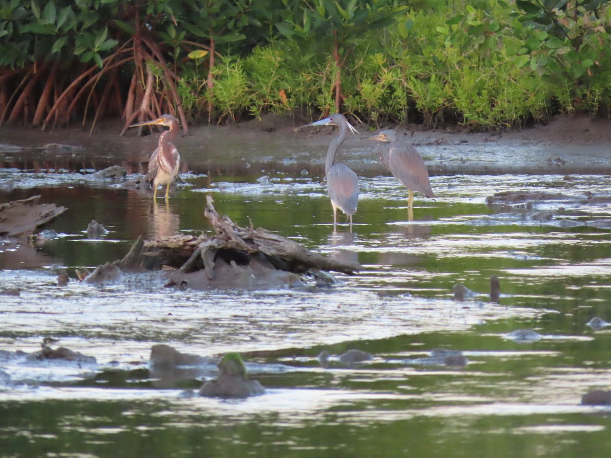 Tricolored Heron - Anuar Acosta