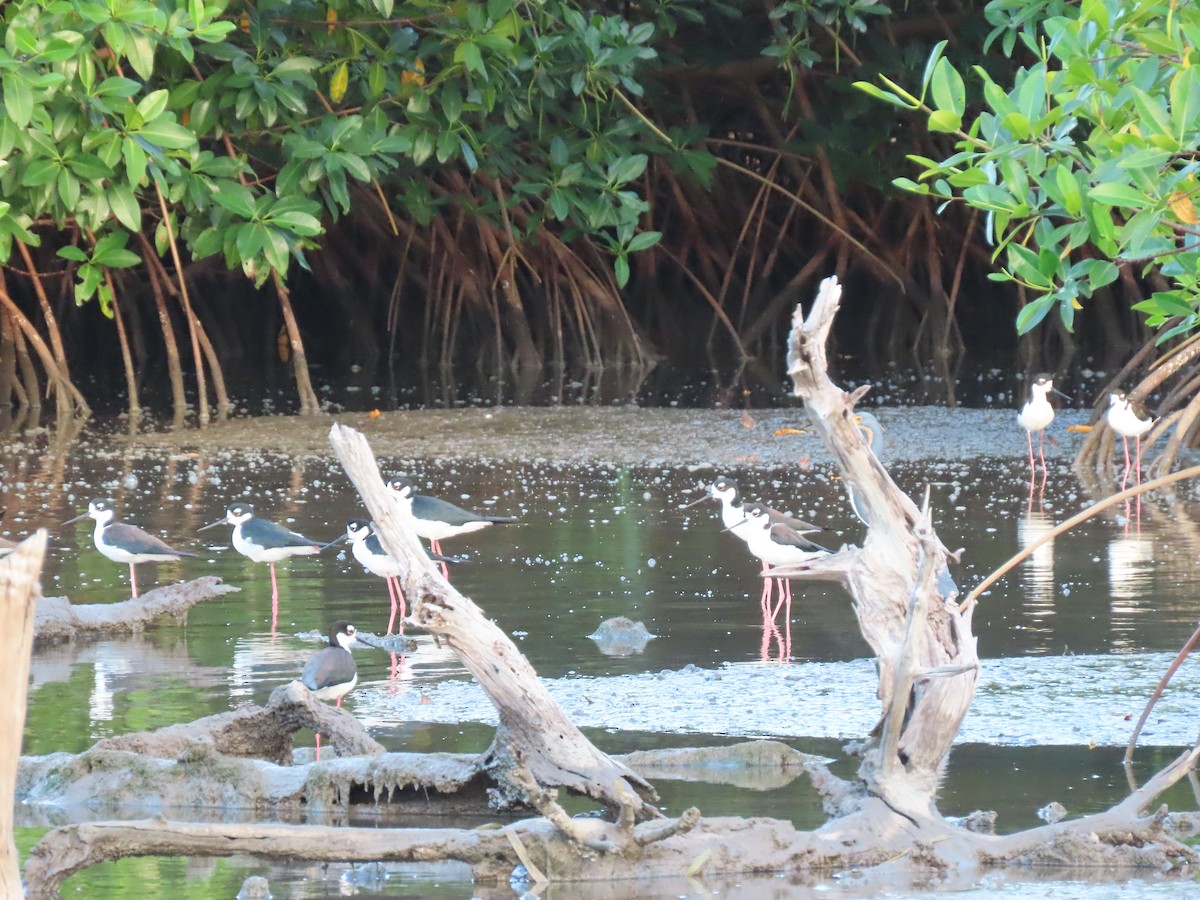 Black-necked Stilt - ML321771051