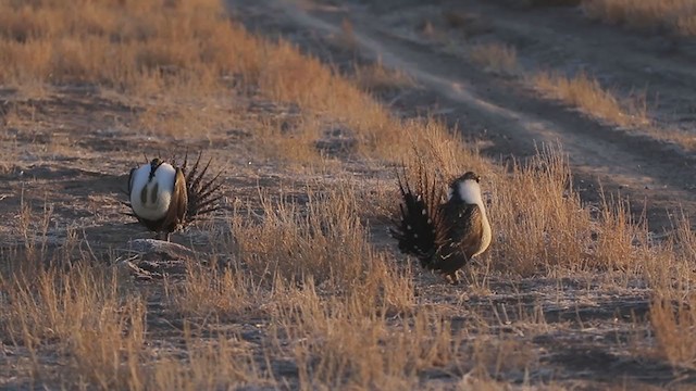Greater Sage-Grouse - ML321771841