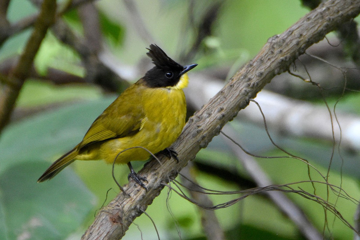 Bornean Bulbul - Chris Chafer